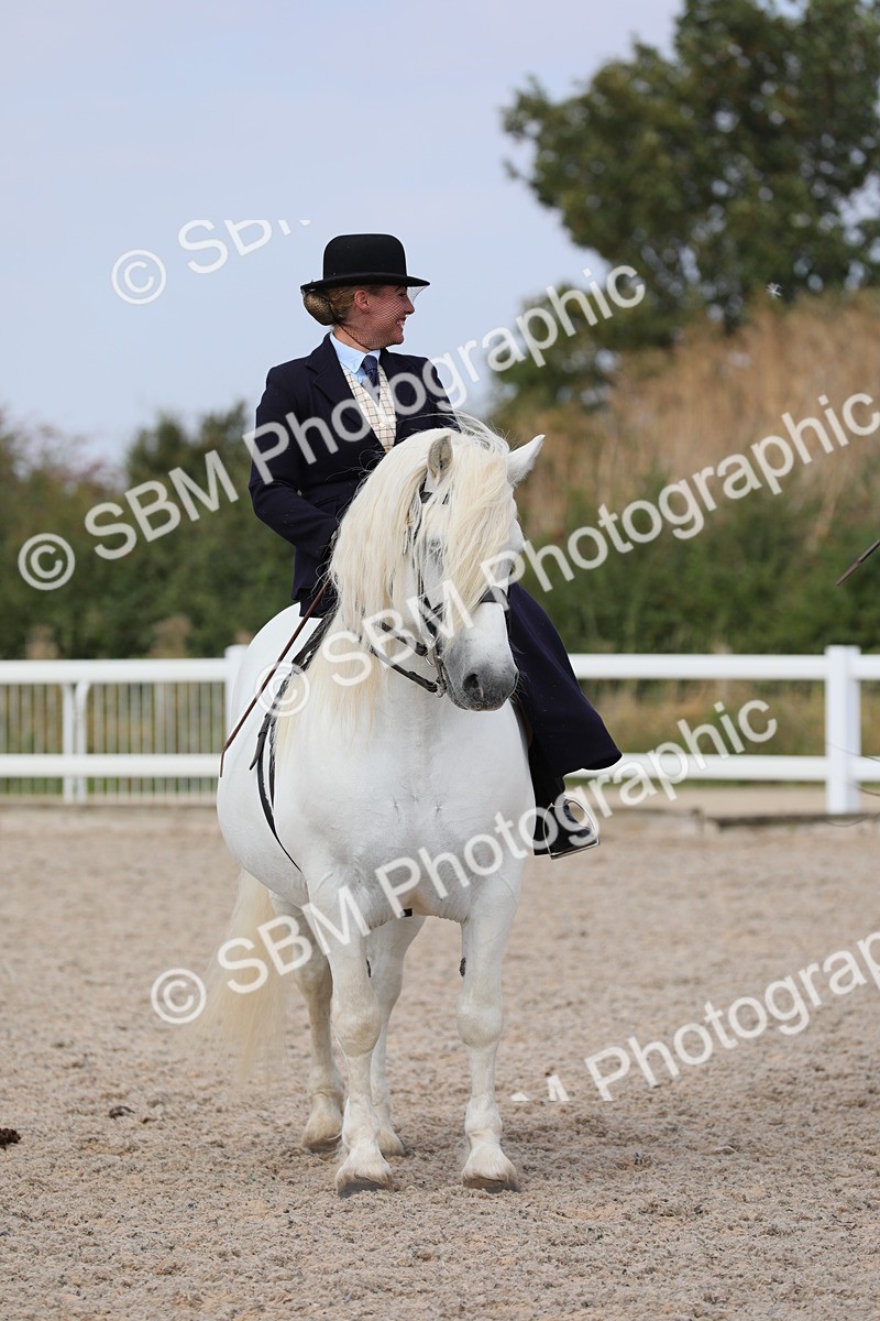 SBM_14591 - Class 211 Best Side Saddle Horse/Pony