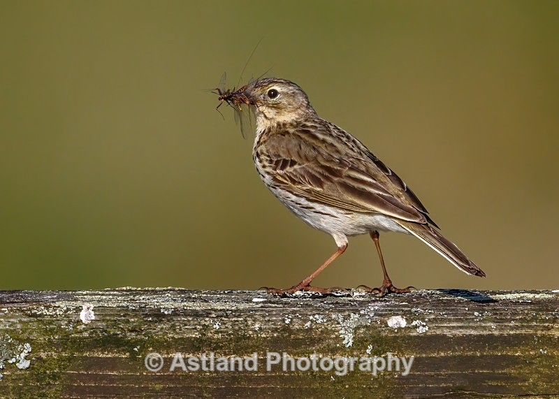 Astland Photography, Bird and Wildlife Images, Susan and Peter Wilson, U.K.