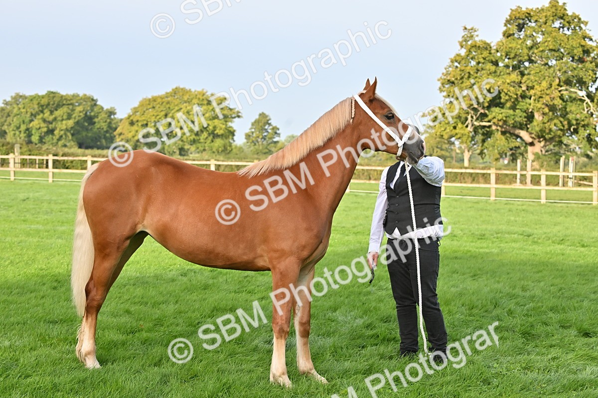SBM_55361 - S44 - Youngstock In Hand