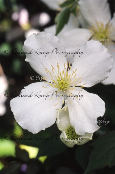 Clematis Montana Alba - 2 - Plants