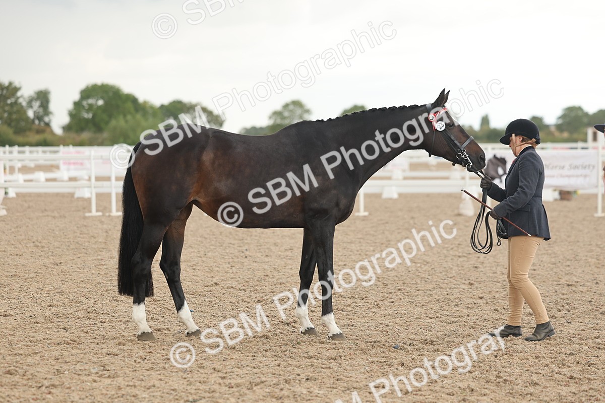SBM_07668 - Class 26 - IH Foreign Breeds - Part Bred