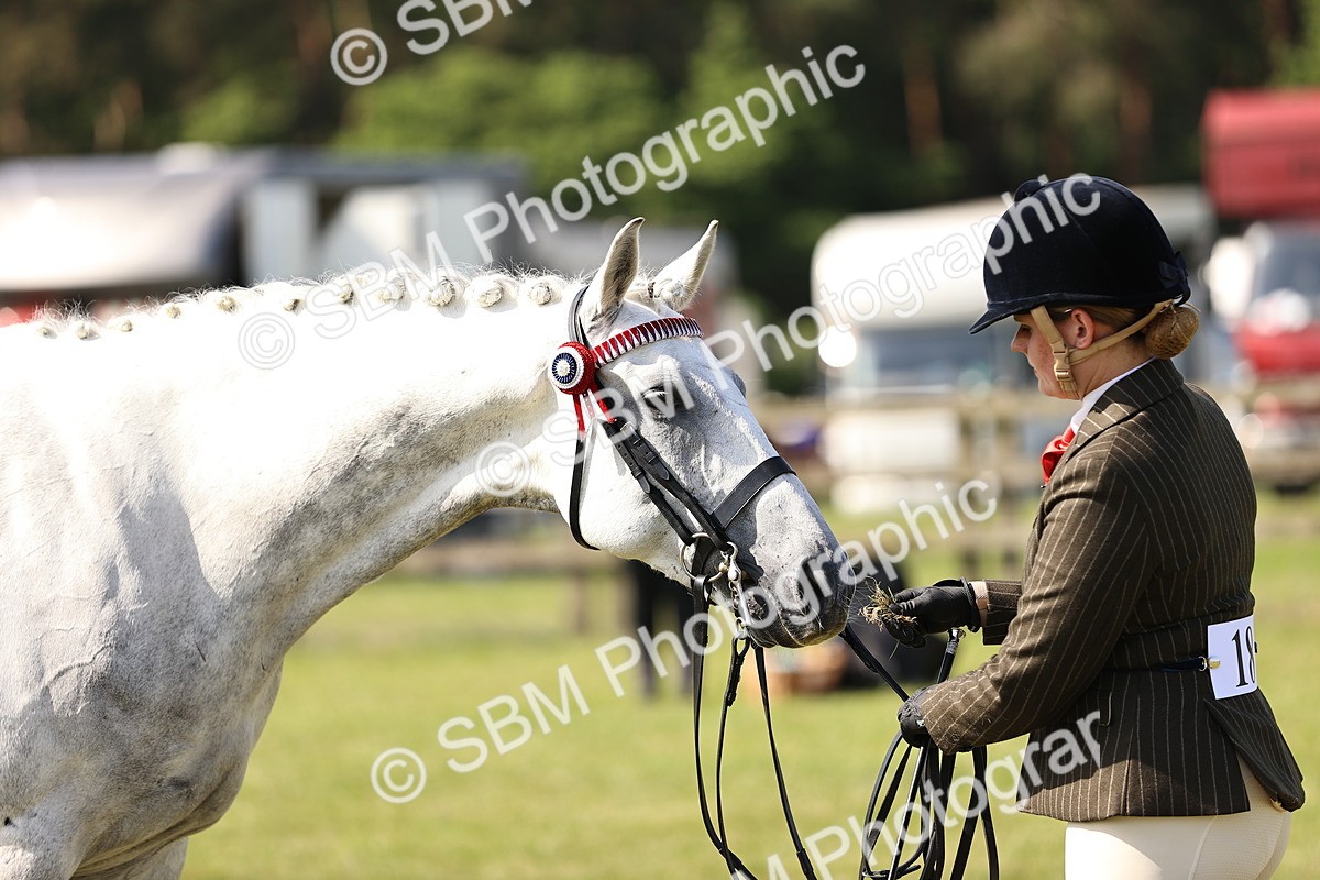 SBM_12940 - Class 75-76 LIHS BSHA Rising Star Hack Riding Horse
