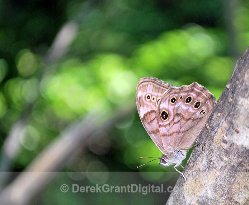 Northern Pearly-Eye - 2