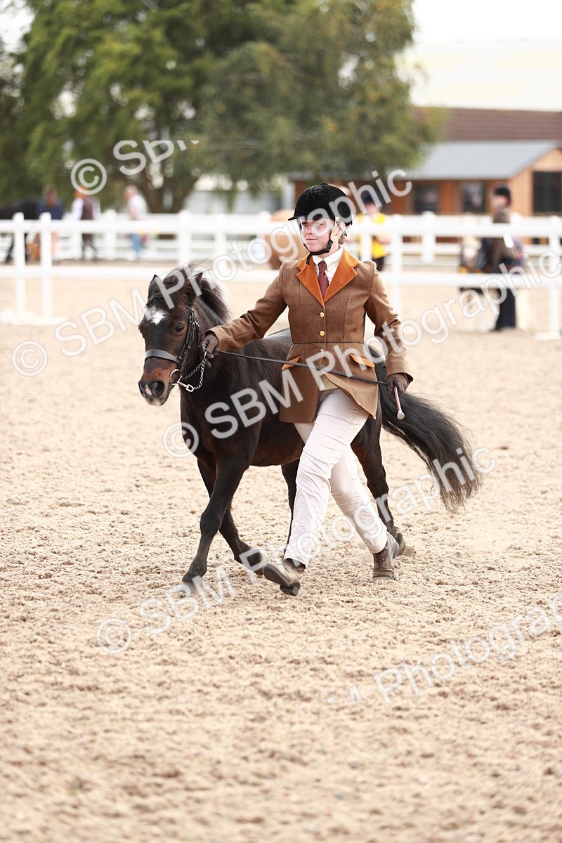SBM_11876 - Class 206 IH Non Show Type Pony
