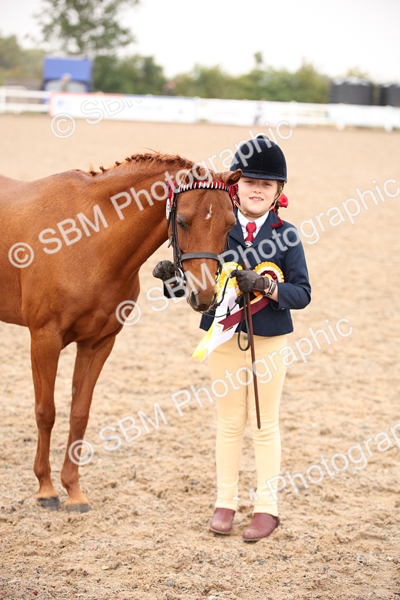 SBM_20148 - Class 702 - IH  Show Horse Pony