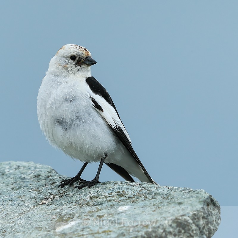 Snow Bunting on rock, Jokulsarlon, Iceland - Snow Bunting