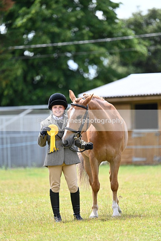WJ7_6715 - Class 5 Handsome Gelding in hand