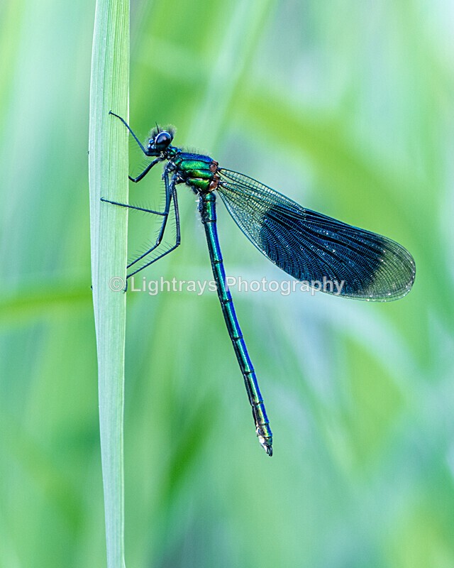  - Nature