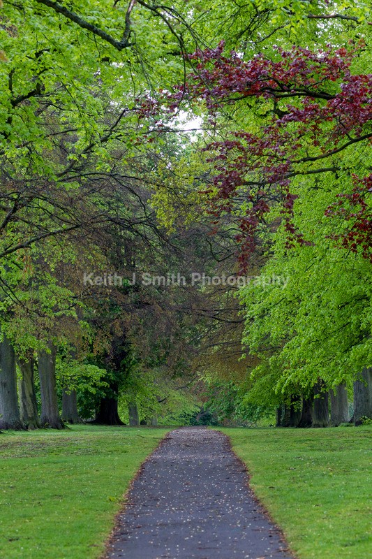 7KJS6974 - Trees in Abington Park