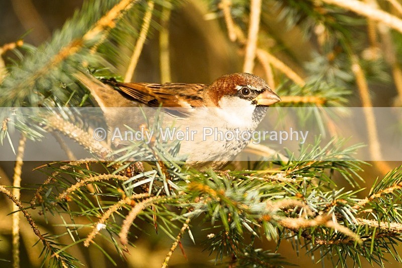 20121110-_MG_1386 - House Sparrow