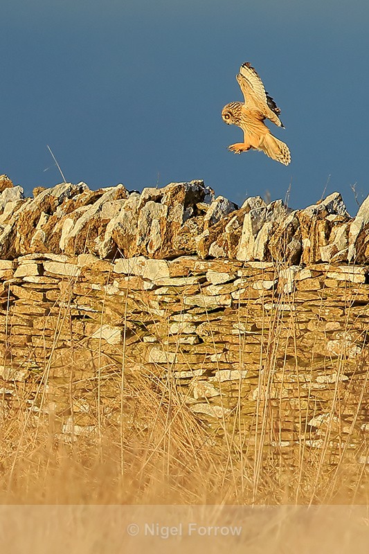 Short-eared Owl landing on a stone wall, Hawling, Gloucestershire - Short-eared Owl