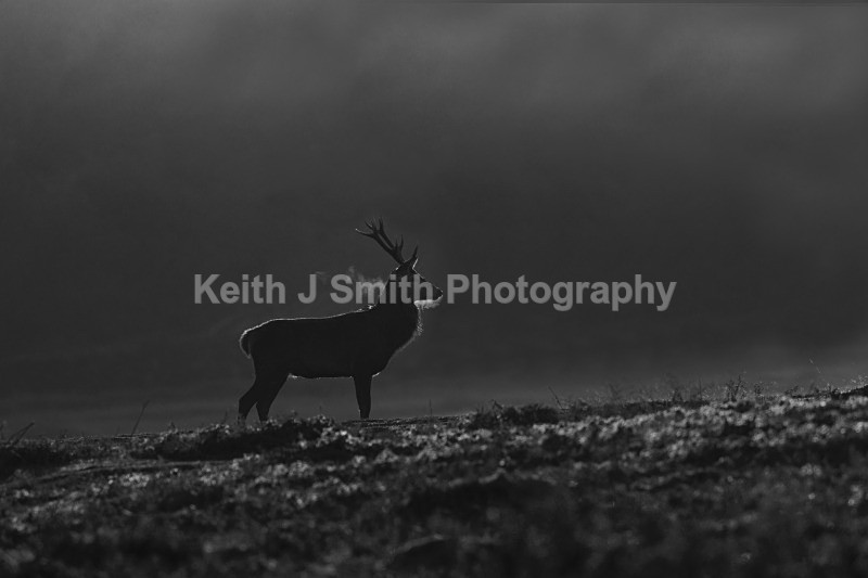Red Deer.1KJS4757bw - Black & White.