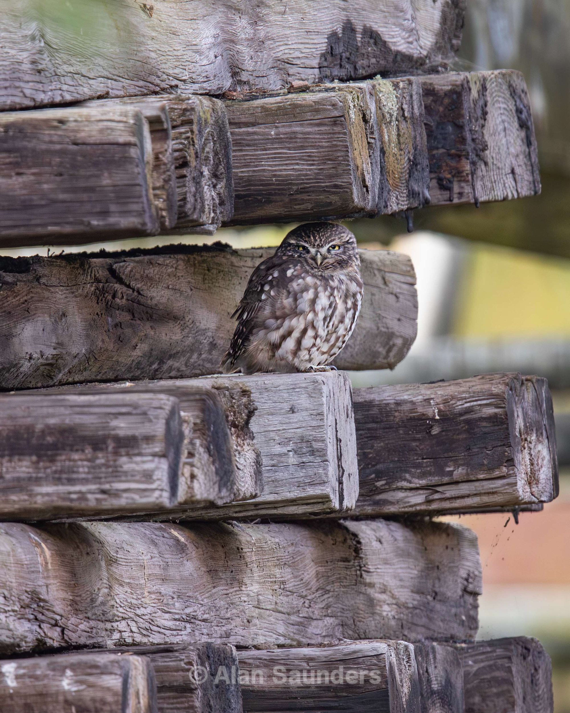 Little Owl 1