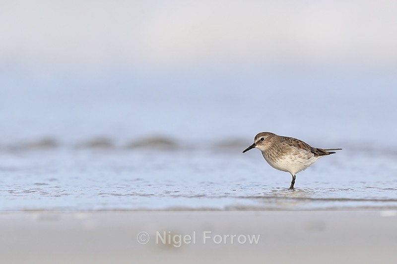 White-rumped Sandpiper wading in the sea, Volunteer Point, Falklands - White-rumped Sandpiper