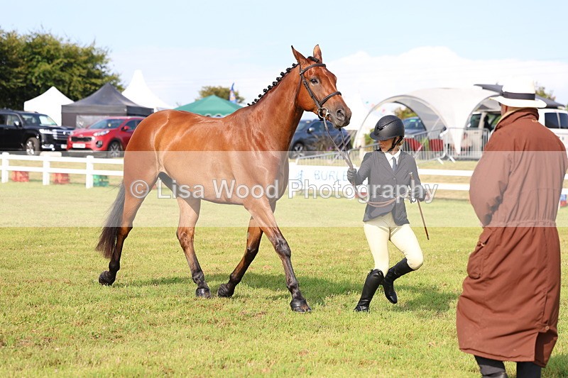 3E7A8298 - Class 2: Rising Star Large Hack/Riding Horse