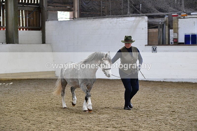 WJ5_5407 - Class 4 In hand M&M - small breeds