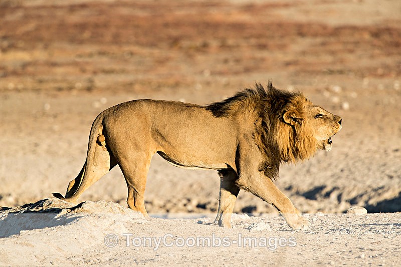 Lion  (m) - Etosha National Park ~ Mammals