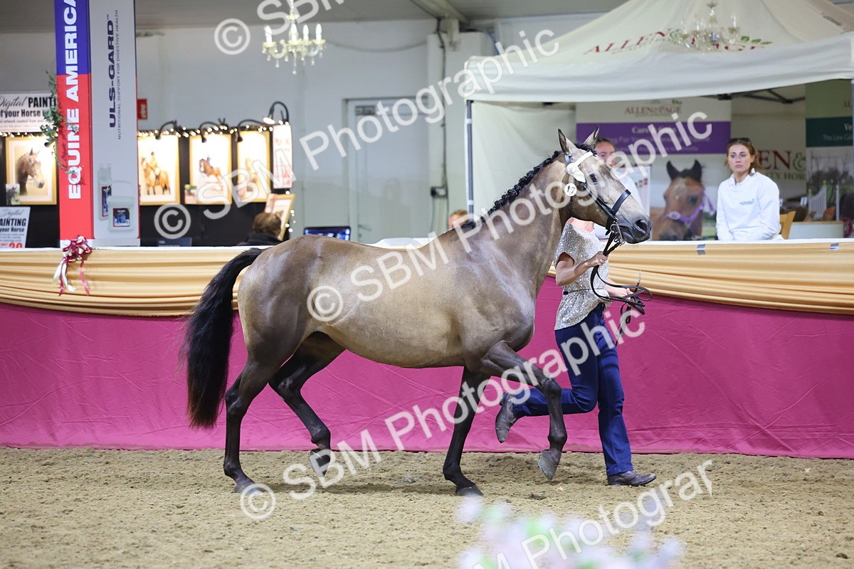 0B8A4541 - Class P Veteran Champ