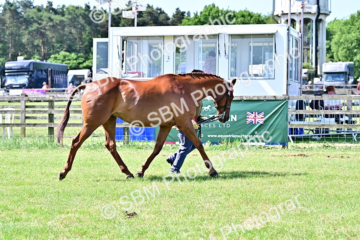 SBM_12872 - Class 98 - Retraining of Racehorse In Hand