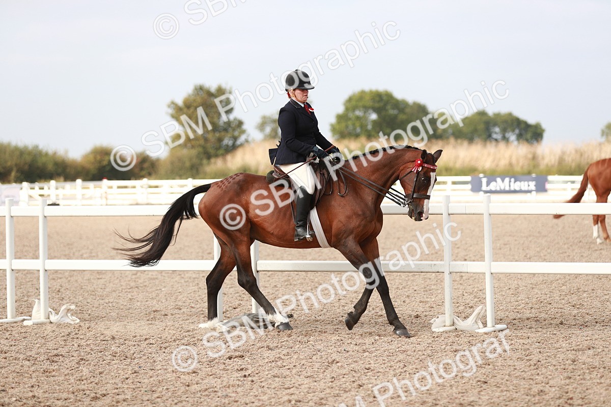 SBM_17498 - Class 215 Ridden Hack/ Riding Horse