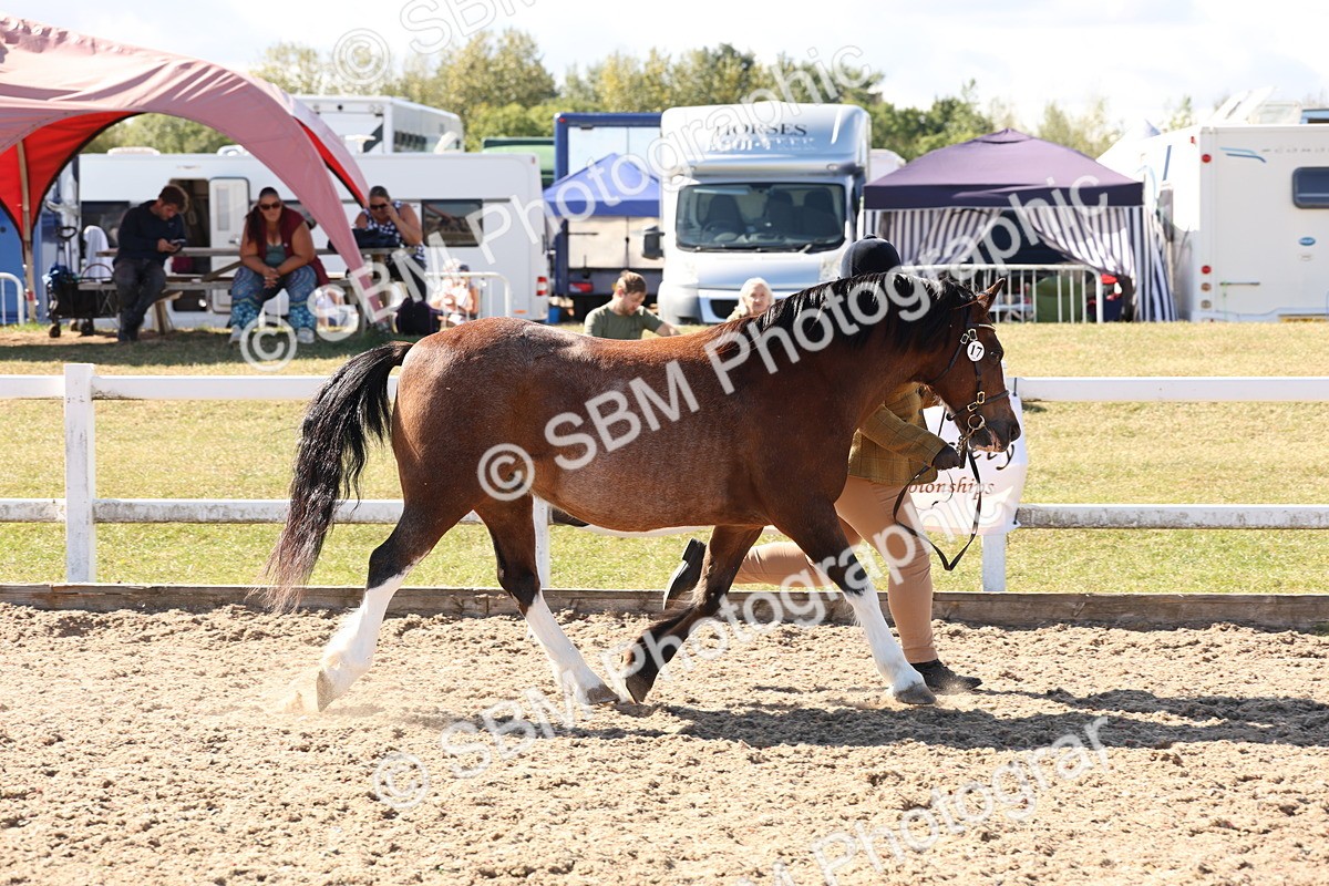 SBM_14093 - Class 207 - IH M&M