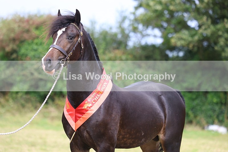 3E7A5773 - In Hand Championship