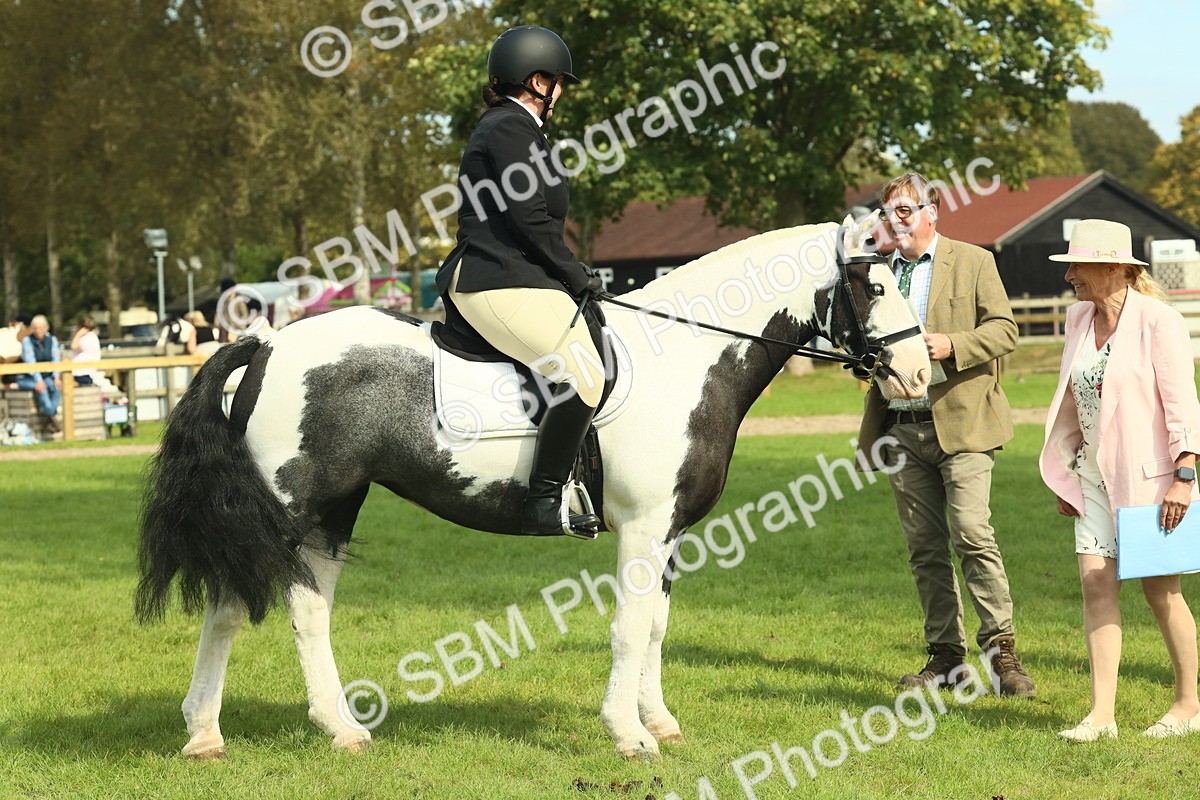 SBM_66581 - S34 - Rehabilitated Rescue Horse & Pony In Hand & Ridden