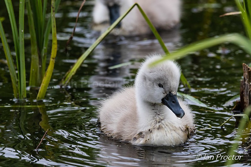 Swan & Cygnets - Exploring and feeding 3 - Nature