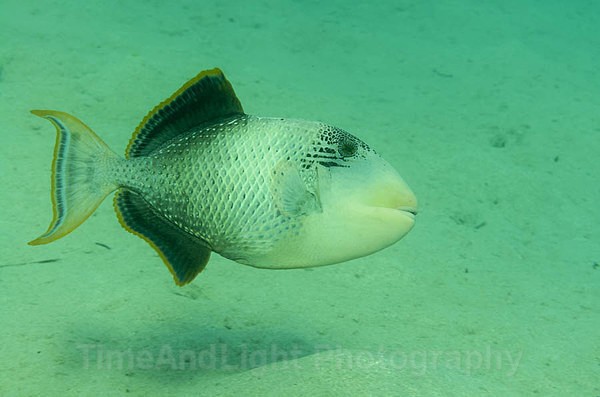 Triggerfish. - Red sea Egypt