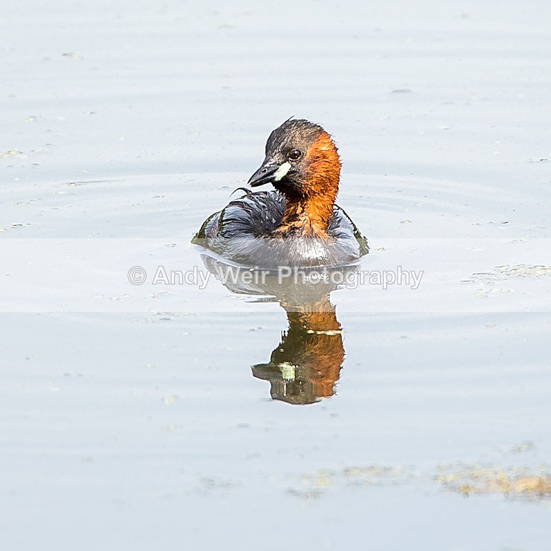 20140726-3K8A3931 - Gt. Crested & Little Grebes