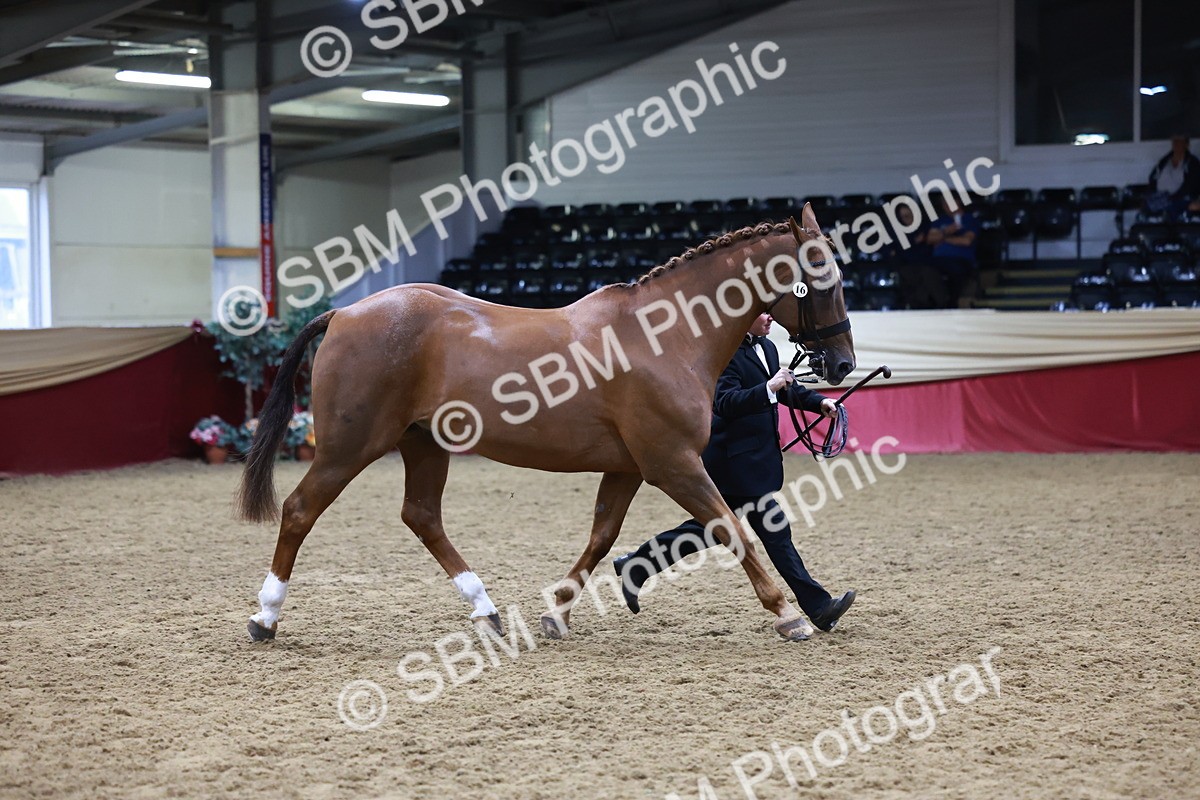 SBM_20484 - Class G - IH Large (over 148cm)Champ