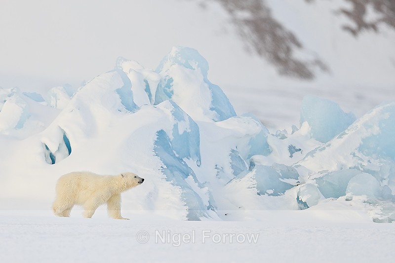 Polar Bear cub, iceberg background, Svalbard, Norway - Polar Bear