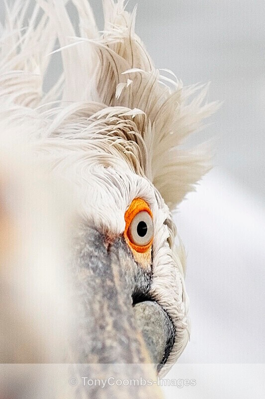 Dalmatian Pelican - Lake Kerkini
