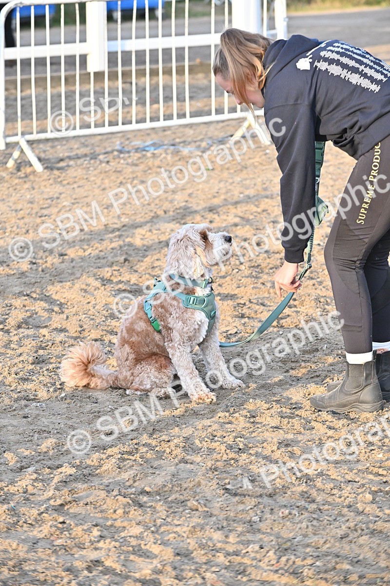 SBM_09640 - Lorry Dogs