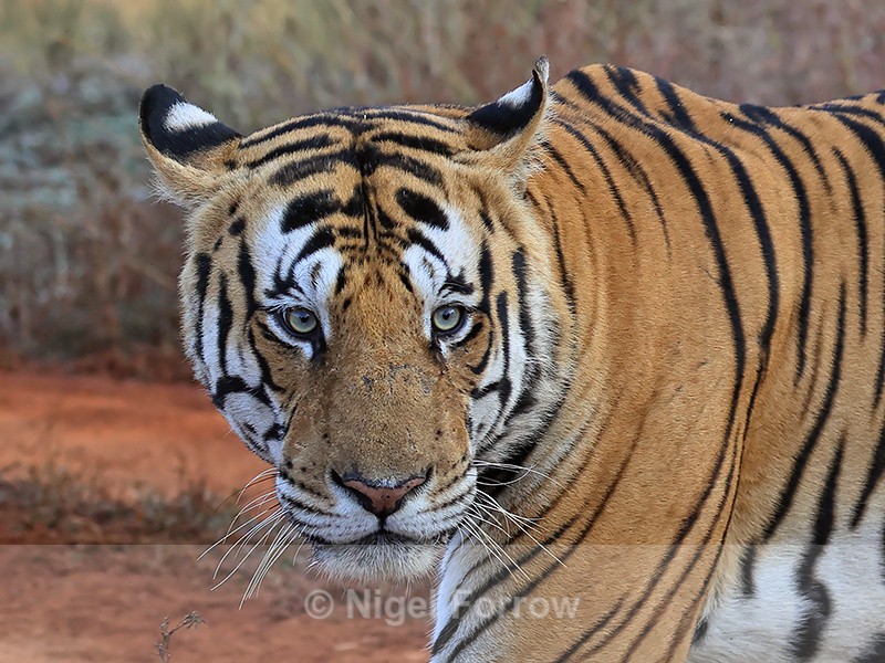 Male Tiger head, Panna Reserve, Madhya Pradesh, India - Tiger