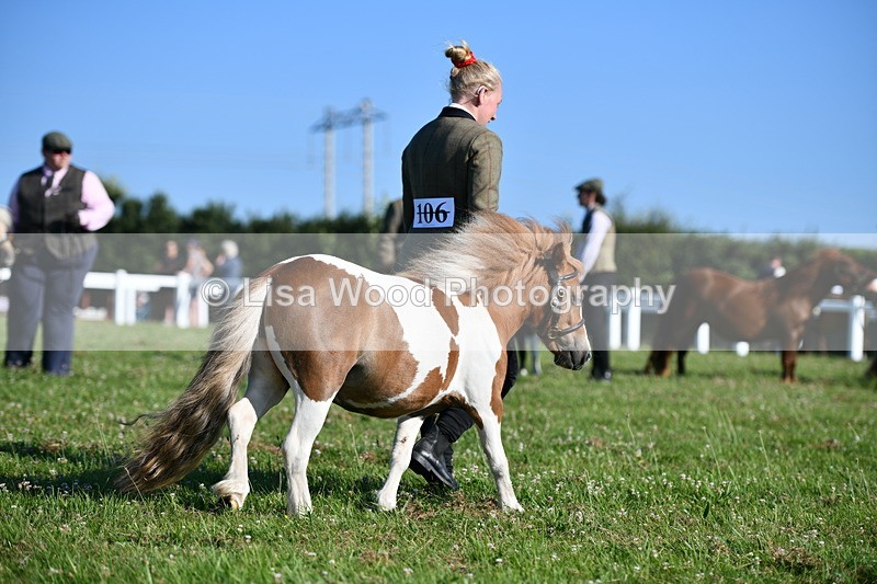 DSC_5614 - Class 49: NPS Shetland Youngstock