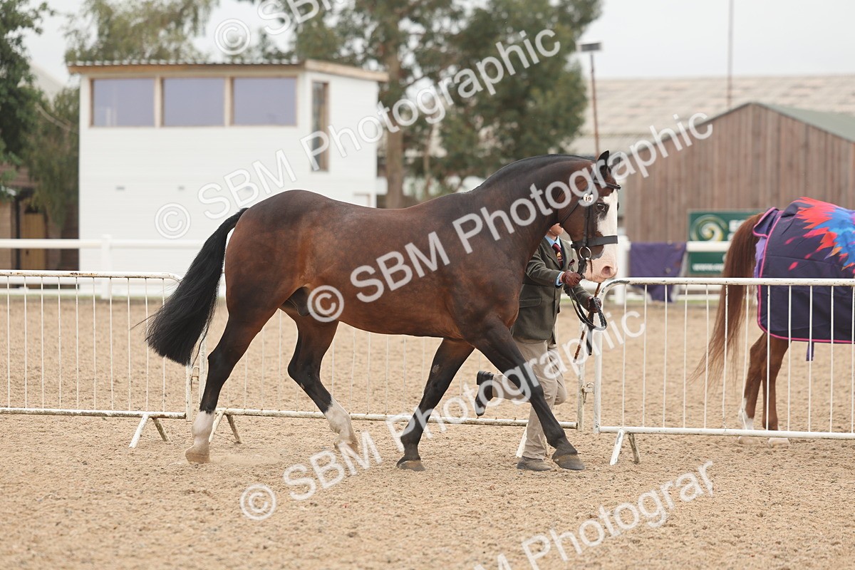 SBM_00523 - Class 13 Young Handler