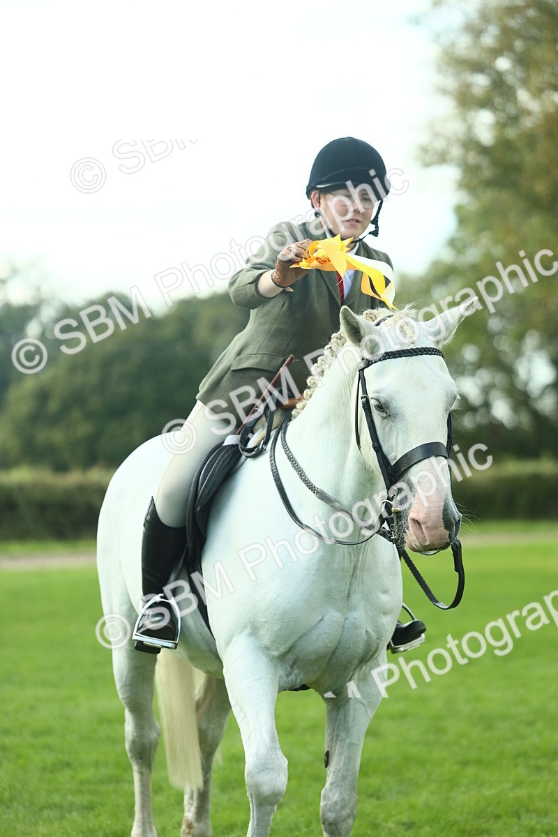 SBM_52248 - S33 - Working Hunter & Working Show Horse