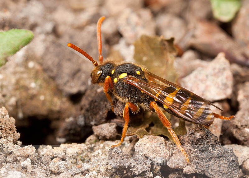 Nomada goodeniana (f) - Nomada goodeniana