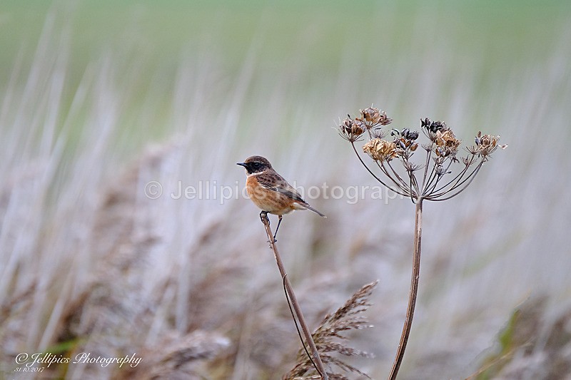  - Wildlife and Nature