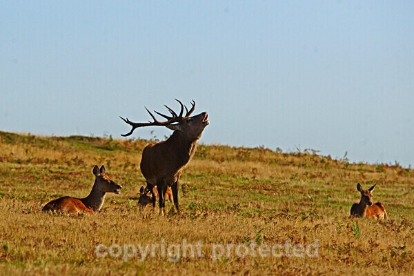  - Bradgate Park