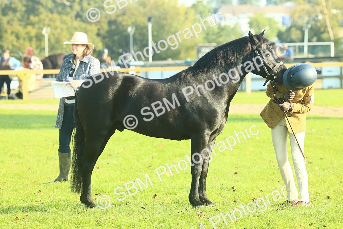 SBM_58457 - S37 - Starters In Hand Showing