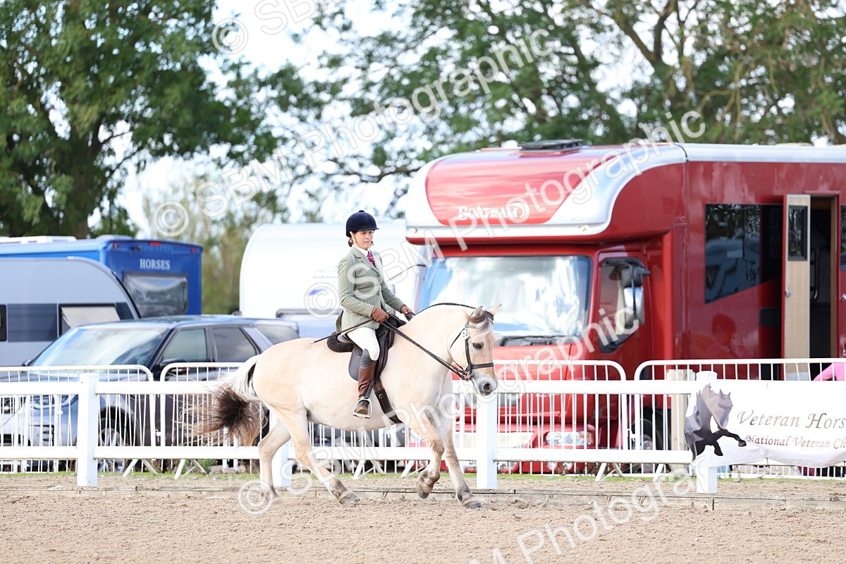SBM_10871 - Class 305 - Ridden Foreign Breeds - Pure Bred