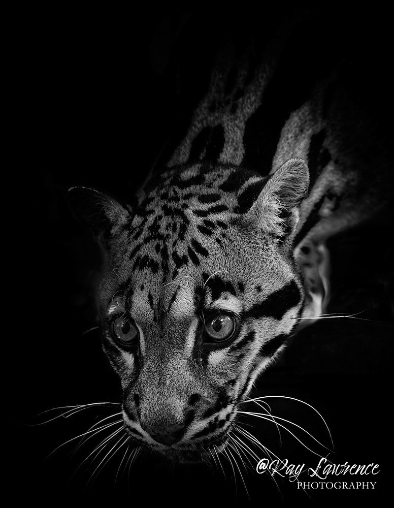 Clouded Leopard - Monochrome Zoo