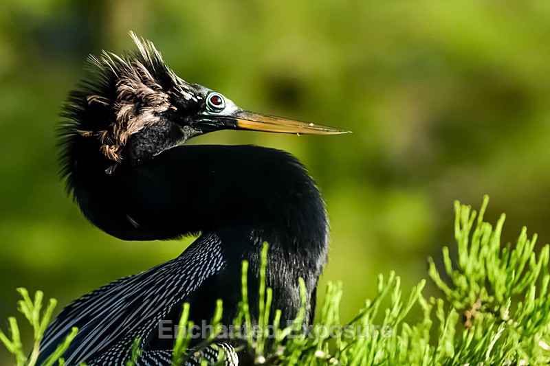 Anhinga - Birds and Animals