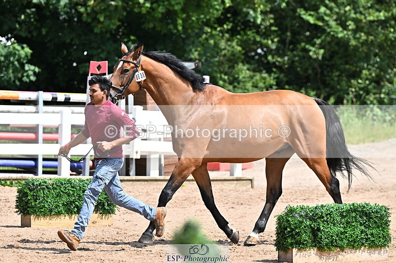 240718A-105246-01142 - Trot Up 12pm to 1pm