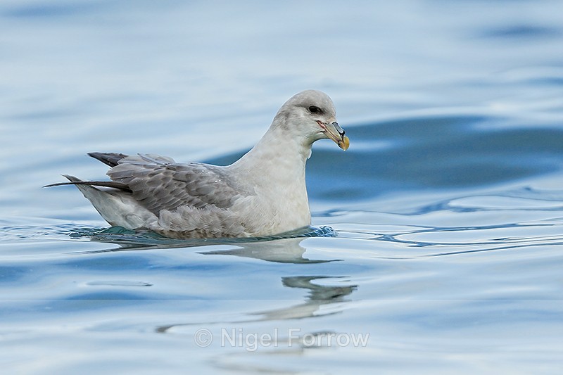Dark morph Fulmar, Grundarfjörður, Iceland - Fulmar