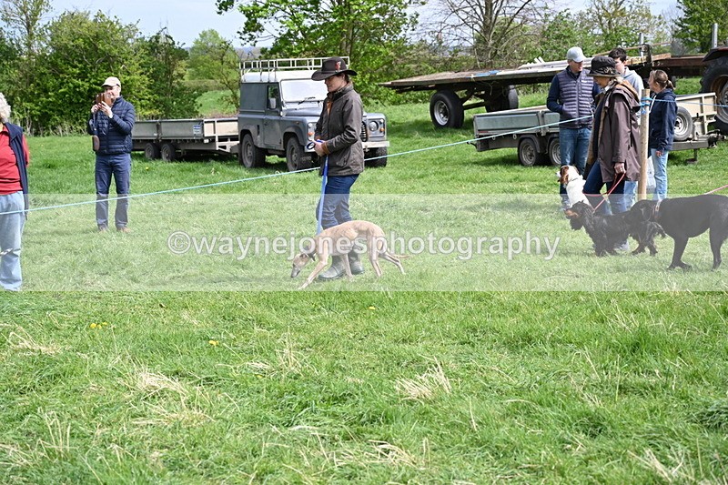 WJ6_8829 - Class 8 Best Working / Gun Dog or Bitch