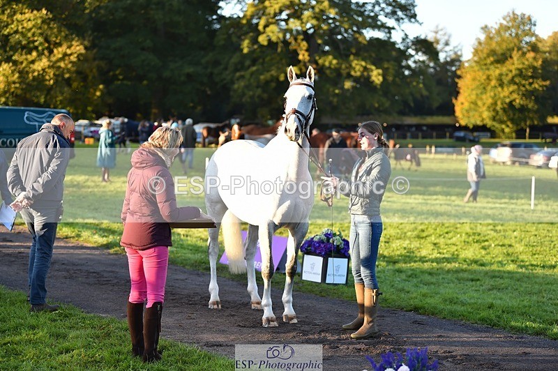 231022-084626-21349 - 631-BRIGHT.RINCO-Maisie.Morgan-TrotUp+SJ