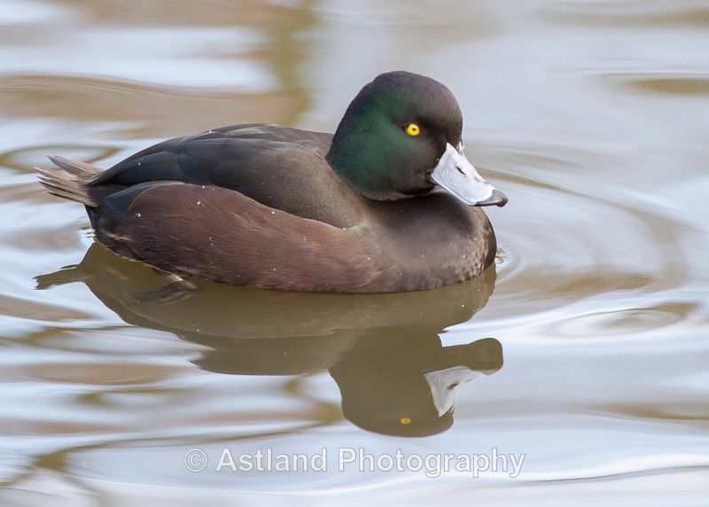 Astland Photography, Bird and Wildlife Images, Susan and Peter Wilson, U.K.